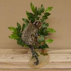 Weißbüscheläffchen Affe Präparat taxidermy Ganzpräparat mit Herkunftsnachweis