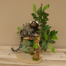 Weißbüscheläffchen Affe Präparat taxidermy Ganzpräparat mit Herkunftsnachweis