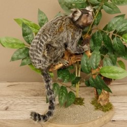 Weißbüscheläffchen Affe Präparat taxidermy Ganzpräparat mit Herkunftsnachweis