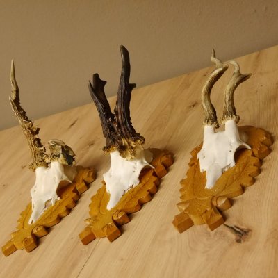 3 Stück Rehgeweihe abnorm auf Trophäenschildern Rehbock Reh Bock Geweihe 22.1106