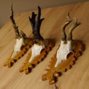 3 Stück Rehgeweihe abnorm auf Trophäenschildern Rehbock Reh Bock Geweihe 22.1106