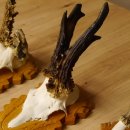 3 Stück Rehgeweihe abnorm auf Trophäenschildern Rehbock Reh Bock Geweihe 22.1106