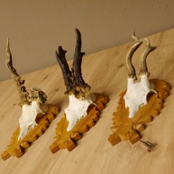 3 Stück Rehgeweihe abnorm auf Trophäenschildern Rehbock Reh Bock Geweihe 22.1106