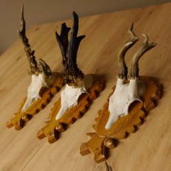 3 Stück Rehgeweihe abnorm auf Trophäenschildern Rehbock Reh Bock Geweihe 22.1106