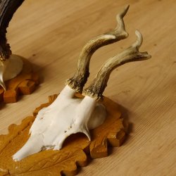 3 Stück Rehgeweihe abnorm auf Trophäenschildern Rehbock Reh Bock Geweihe 22.1106