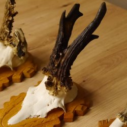 3 Stück Rehgeweihe abnorm auf Trophäenschildern Rehbock Reh Bock Geweihe 22.1106