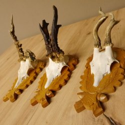 3 Stück Rehgeweihe abnorm auf Trophäenschildern Rehbock Reh Bock Geweihe 22.1106