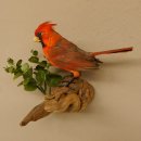 Kardinalvogel Rotkardinal roter Kardinal Vogel Tierpräparat mit Herkunftsnachweis