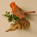 Kardinalvogel Rotkardinal roter Kardinal Vogel Tierpräparat mit Herkunftsnachweis