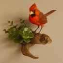 Kardinalvogel Rotkardinal roter Kardinal Vogel Tierpräparat mit Herkunftsnachweis
