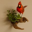 Kardinalvogel Rotkardinal roter Kardinal Vogel Tierpräparat mit Herkunftsnachweis