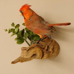 Kardinalvogel Rotkardinal roter Kardinal Vogel Tierpräparat mit Herkunftsnachweis