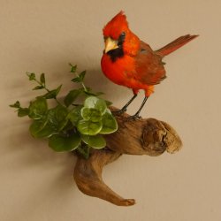 Kardinalvogel Rotkardinal roter Kardinal Vogel Tierpräparat mit Herkunftsnachweis