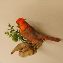 Kardinalvogel Rotkardinal roter Kardinal Vogel Tierpräparat mit Herkunftsnachweis