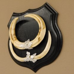 Warzenschwein Waffen Gewaffe Gewaff Zähne Afrika auf Trophäenschild Hauer max. 19,5 cm