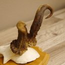 abnormes Rehgeweih Widder Korkenzieher Rehbock Reh Geweih Bock Gehörn 607.131