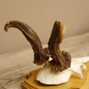 abnormes Rehgeweih Widder Korkenzieher Rehbock Reh Geweih Bock Gehörn 607.131