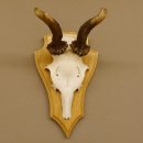 abnormes Rehgeweih Widder Korkenzieher Rehbock Reh Geweih Bock Gehörn 607.131