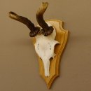 abnormes Rehgeweih Widder Korkenzieher Rehbock Reh Geweih Bock Gehörn 607.131