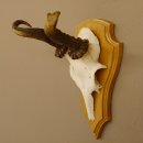 abnormes Rehgeweih Widder Korkenzieher Rehbock Reh Geweih Bock Gehörn 607.131