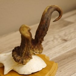 abnormes Rehgeweih Widder Korkenzieher Rehbock Reh Geweih Bock Gehörn 607.131