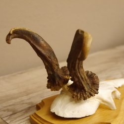 abnormes Rehgeweih Widder Korkenzieher Rehbock Reh Geweih Bock Gehörn 607.131