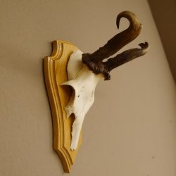 abnormes Rehgeweih Widder Korkenzieher Rehbock Reh Geweih Bock Gehörn 607.131