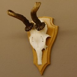 abnormes Rehgeweih Widder Korkenzieher Rehbock Reh Geweih Bock Gehörn 607.131