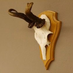 abnormes Rehgeweih Widder Korkenzieher Rehbock Reh Geweih Bock Gehörn 607.131