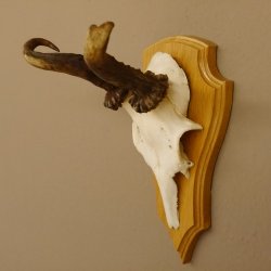 abnormes Rehgeweih Widder Korkenzieher Rehbock Reh Geweih Bock Gehörn 607.131