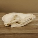 Rotfuchs Schädel Vulpes vulpes 2 teilig mit Ober-und Unterkiefer