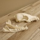 Rotfuchs Schädel Vulpes vulpes 2 teilig mit Ober-und Unterkiefer
