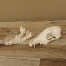 Rotfuchs Schädel Vulpes vulpes 2 teilig mit Ober-und Unterkiefer