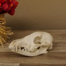 Rotfuchs Schädel Vulpes vulpes 2 teilig mit Ober-und Unterkiefer