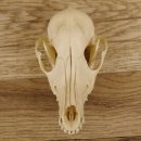 Rotfuchs Schädel Vulpes vulpes 2 teilig mit Ober-und Unterkiefer