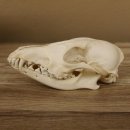 Rotfuchs Schädel Vulpes vulpes 2 teilig mit Ober-und Unterkiefer