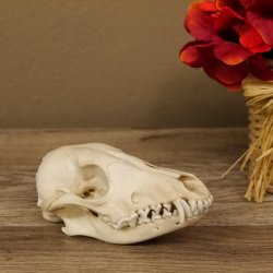 Rotfuchs Schädel Vulpes vulpes 2 teilig mit Ober-und Unterkiefer