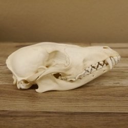 Rotfuchs Schädel Vulpes vulpes 2 teilig mit Ober-und Unterkiefer