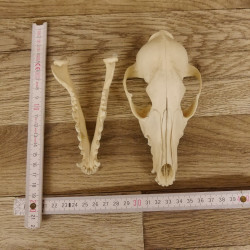 Rotfuchs Schädel Vulpes vulpes 2 teilig mit Ober-und Unterkiefer