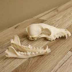 Rotfuchs Schädel Vulpes vulpes 2 teilig mit Ober-und Unterkiefer