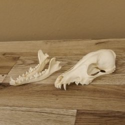 Rotfuchs Schädel Vulpes vulpes 2 teilig mit Ober-und Unterkiefer