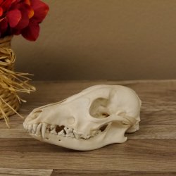 Rotfuchs Schädel Vulpes vulpes 2 teilig mit Ober-und Unterkiefer