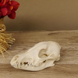 Rotfuchs Schädel Vulpes vulpes 2 teilig mit Ober-und Unterkiefer