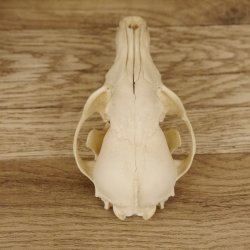 Rotfuchs Schädel Vulpes vulpes 2 teilig mit Ober-und Unterkiefer