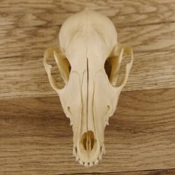 Rotfuchs Schädel Vulpes vulpes 2 teilig mit Ober-und Unterkiefer