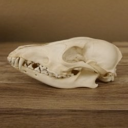 Rotfuchs Schädel Vulpes vulpes 2 teilig mit Ober-und Unterkiefer