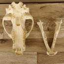 Schwarzb&auml;r Sch&auml;del - black bear skull -  mit VMG / HKN 62.100.20