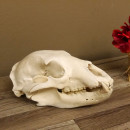 Schwarzb&auml;r Sch&auml;del - black bear skull -  mit VMG / HKN 62.100.20