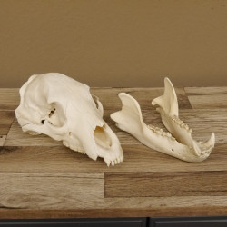 Schwarzbär Schädel - black bear skull -  mit VMG / HKN 62.100.20