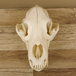Schwarzbär Schädel - black bear skull -  mit VMG / HKN 62.100.20